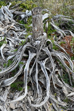 Abgestorbene Aloe