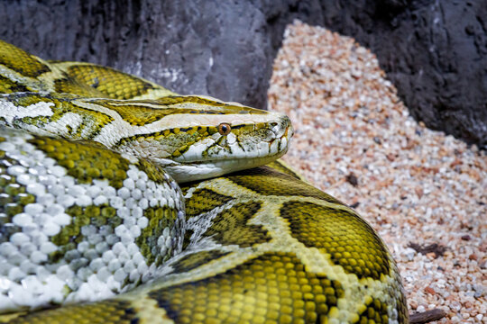 A Burmese python (Python bivittatus)