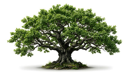 Obraz premium Majestic Deciduous Oak Tree with Spreading Branches and Lush Green Leaves Isolated on a Pure White Background for Nature Design