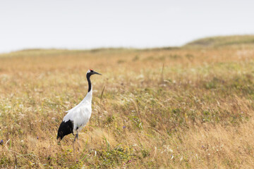 Fototapeta premium Red-crowned crane. Kunashir Island. South Kuriles