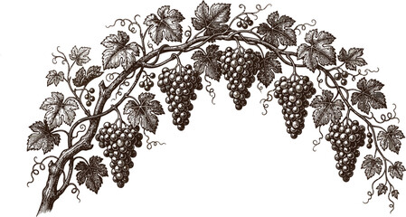 Vintage grape vine illustration with bunches of dark grapes and leaves on a white background © Jamalvect