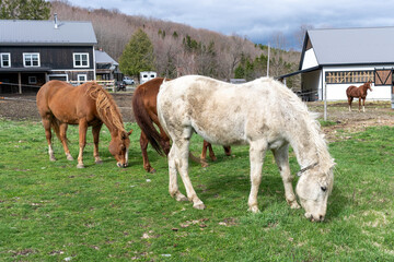 Obraz premium Three quarter horses eating in a field