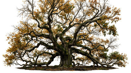 Fototapeta premium Majestic Ancient Oak Tree with Spreading Twisted Branches and Golden Autumn Foliage Isolated on a Pure White Background
