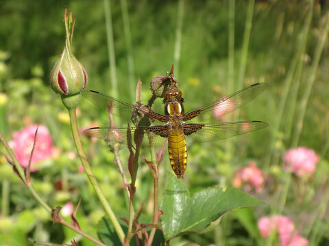 The broad-bodied chaser (Libellula depressa), female resting on a rose bud