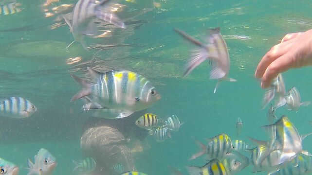 Underwater video footage of a large school of tropical sergeant major fish swimming in clear ocean