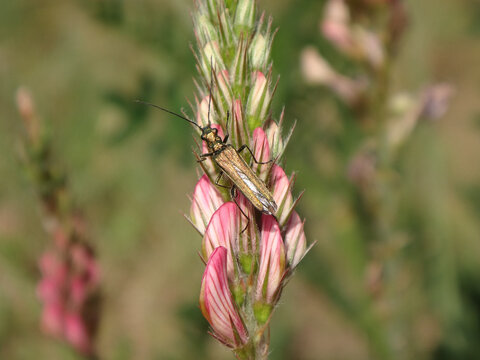 Thick-legged flower beetle (Oedemera nobilis), also known as swollen-thighed beetle, female on common sainfoin flowers