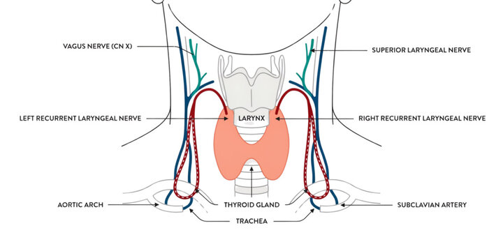 Illustration of human brain with highlighted hippocampus and amygdala regions in cross-section view Vector