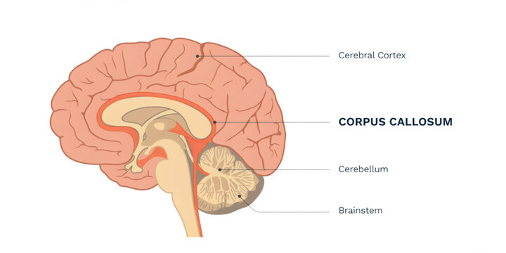 Anatomical diagram of the human brain with labeled sections and side view illustration Vector