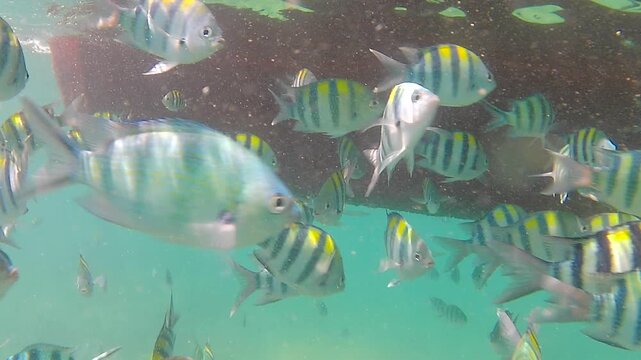 Underwater video footage of a large school of tropical sergeant major fish swimming in clear ocean