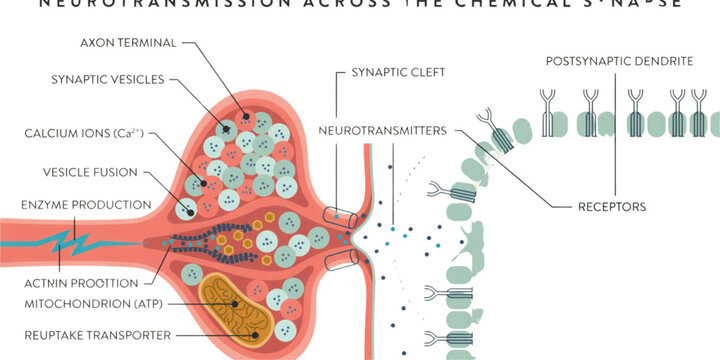 Close-up illustration of human brain with neurons and blood vessels glowing in dark space Vector