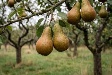 Obraz premium Conference pears ripening on tree branch in orchard