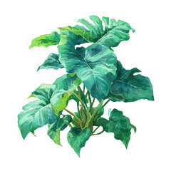 Philodendron, watercolor design element isolated on white background © John