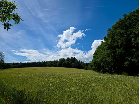 germany, endless grain field stretching toward forest edge beneath clear blue sky in summer splendor