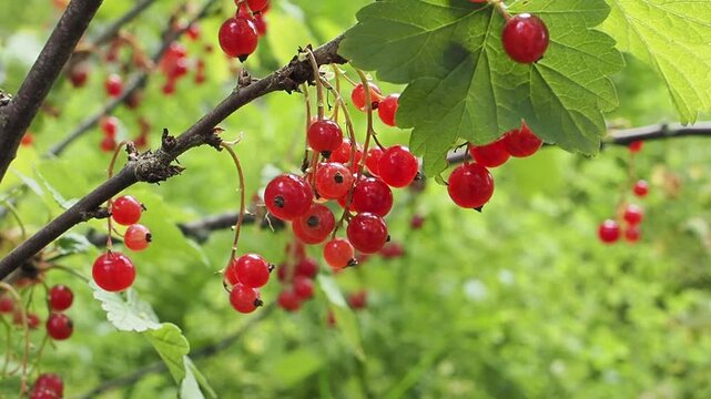 Red Currants Growing on Bush in Garden