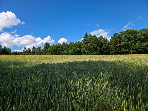 germany, endless grain field and fair weather clouds creating vibrant black forest countryside panorama