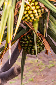 Pandanus utilis pertenece a la familia de Pandanaceae.