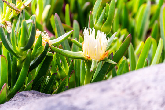 Carpobrotus edulis pertenece a la familia Aizoaceae.