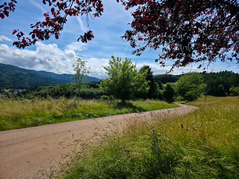 germany, radiant curved hiking trail winding through lush green meadows beneath blue sky and majestic black forest mountains