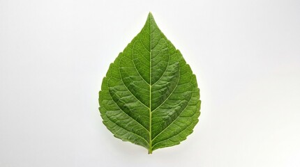 Fototapeta premium Large green leaf with prominent veins on white background