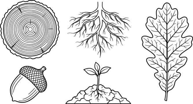 Oak Tree Growth Lifecycle and Forestry Icon Set with Wood Trunk Ring Cross Section Root System Acorn Seedling and Leaf Elements for Coloring Pages