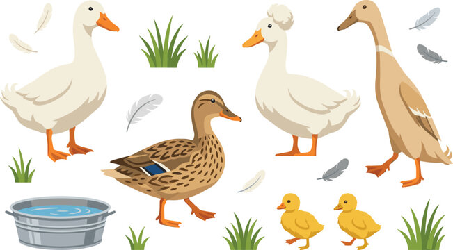 Farm Duck Family Set with White Ducks, Mallard, Ducklings, Feathers, Grass, and Water Tub Nature Elements