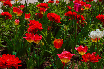 Obraz premium red and yellow tulips