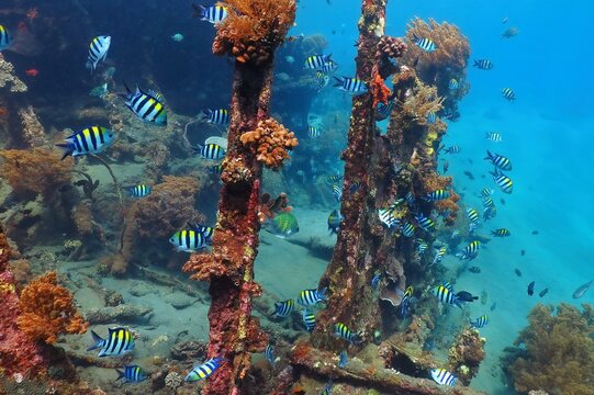 Tropical fish and shallow ship wreck with corals. School of swimming fish and rusty remains of the old ship. Underwater photo from scuba diving with the marine life. Seascape with the wreck and fish.