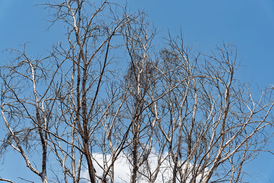 &aacute;rbol, cielo, sucursal, naturaleza, azul, de invierno, bosque, madera, ciclos, oto&ntilde;al, catarro, nube, calvos, abedul, diurna, primavera, al aire libre, f&aacute;brica