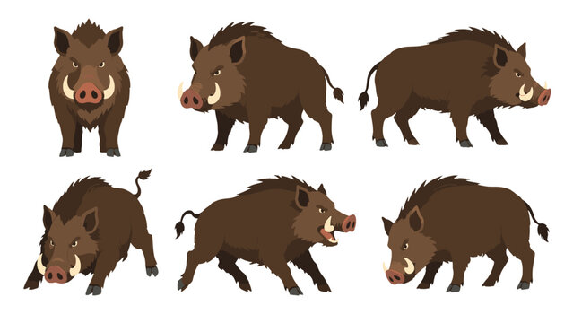Wild boar character set in multiple poses and viewing angles