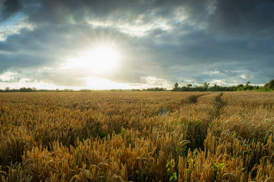 Golden wheat fields bask under a dramatic, sun-drenched sky.