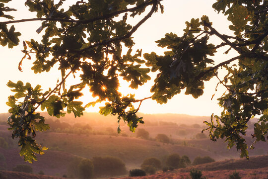 Golden light filters through oak leaves onto misty hills.
