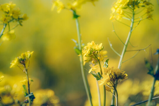 Golden light bathes delicate yellow blossoms in a soft haze.