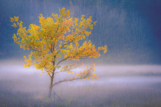 Golden leaves glow through the morning mist, painting the quiet landscape.