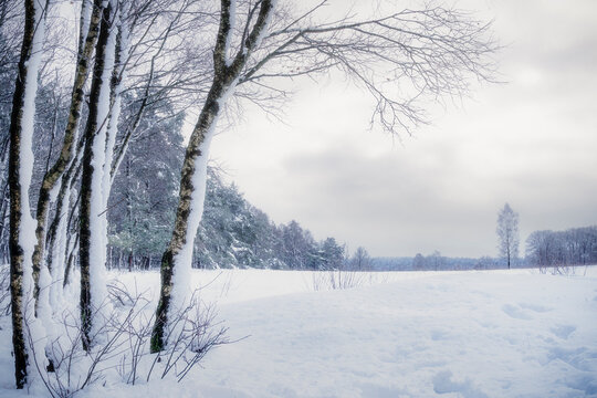 Soft snow blankets the silent forest under a muted sky.