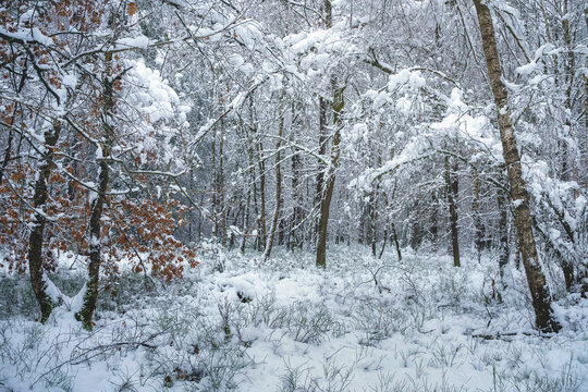 Forest floor whispers under a blanket of soft, silent snow.