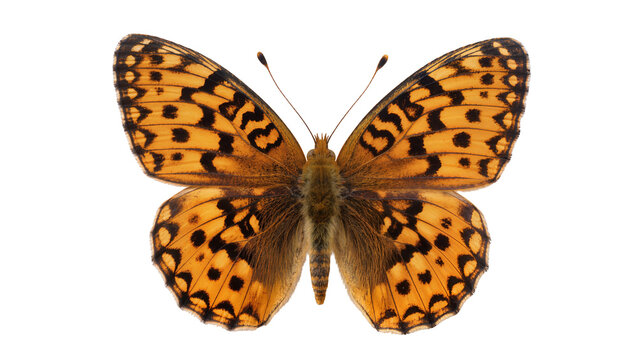 Isolated beautiful orange fritillary butterfly specimen with detailed black spots and spread wings.