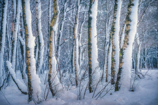 Winter's soft glow illuminates snow-dusted birch trees.