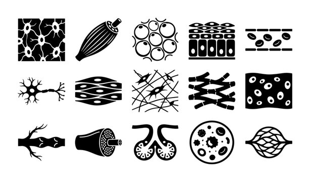 Human tissue types and cell structure icons set, biological histology vector illustrations, 15 black and white medical anatomy symbols for education