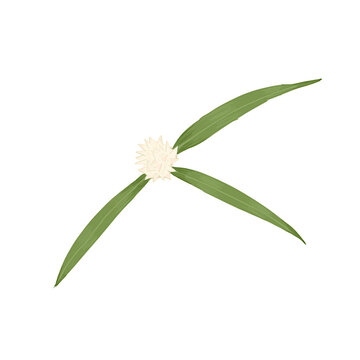 Cyperus Rotundus Botanical illustration with White Spikelet and Green Grass Leaves Isolated on Transparent Background