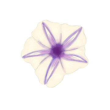 Ipomoea Aquatica Flower Botanical Illustration with White Purple Trumpet Petals Isolated on Transparent Background