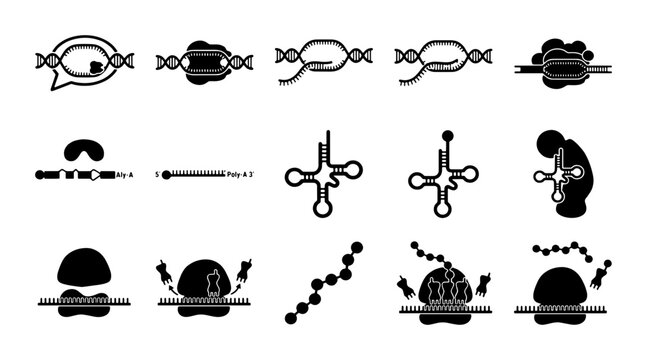 Molecular biology icons of DNA transcription and translation process, 15 vector elements of protein synthesis, genetic engineering diagrams
