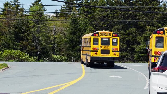 School buses take students home in Halifax, Nova Scotia. Bright sun shines as they move along the winding road in a quiet neighborhood