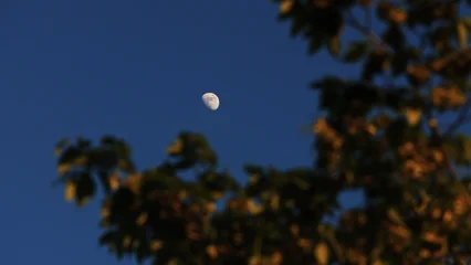 Fototapeten Wald Waxing gibbous Moon with tree silhouettes on a daylight blue sky.  © astrosystem