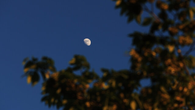 Waxing gibbous Moon with tree silhouettes on a daylight blue sky.