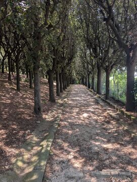 Una scalinata in pietra immersa nel verde conduce verso un arco antico, con la torre del Parco della Rimembranza di Fermo che emerge tra la vegetazione, creando un&rsquo;atmosfera storica e naturale