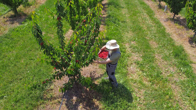 Farmer picking fresh red cherries on a farm. Drone point of view.