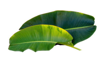 Isolated tropical banana leaves showcasing vibrant green textures and natural botanical beauty © Lucas