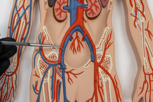 Pointer Showing The External Iliac Vein On Human Anatomy Model