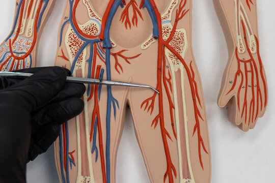 Pointer Showing The Femoral Artery On Human Anatomy Model