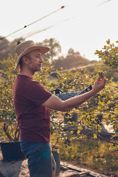 Farmer picking fresh blueberries on a farm.